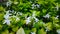 Close up ofÂ  White Purple Flowers of Carruthers falseface or Pseuderanthemum carruthersii FlowersÂ 